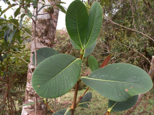 planta nativa 